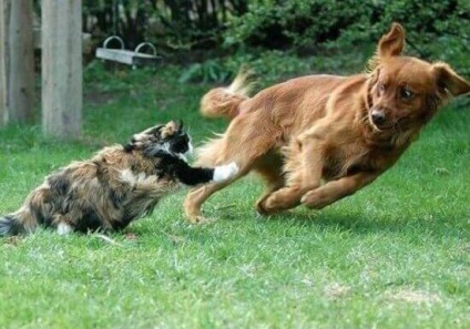 Macska és kutya ellenséges vagy baráti