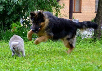 Macska és kutya ellenséges vagy baráti