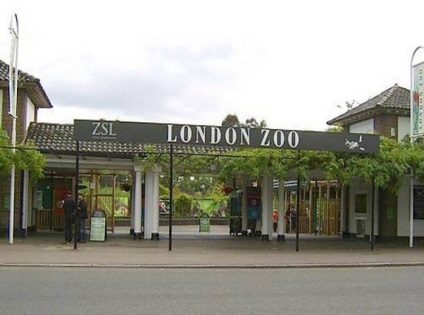 London Zoo (Londoni Állatkert) - története állati expozíció