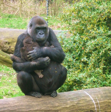 London Zoo - a világ legrégibb állatkertje