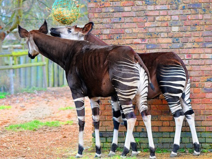 London Zoo - a világ legrégibb állatkertje