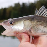 Pike halászat a csalit, amit tudnod kell