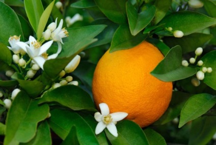 Maszk narancslé a haj táplálására és villámlás
