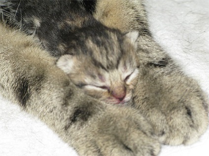 Maine Coon amerikai mosómedve vagy a macska, a legnagyobb fajta házimacska a világon - honlap