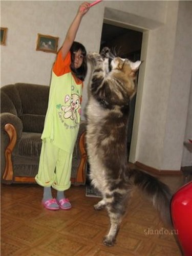 Maine Coon amerikai mosómedve vagy a macska, a legnagyobb fajta házimacska a világon - honlap