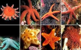 Starfish egy akváriumban - szaporodás és struktúrája, fotó, hogyan kell mozogni az alsó