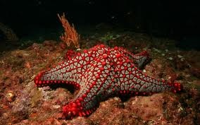 Starfish egy akváriumban - szaporodás és struktúrája, fotó, hogyan kell mozogni az alsó