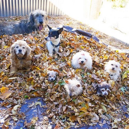 Ember vesz menedéket idősebb kutyák, akik nem találnak új otthonra (19 fotó)