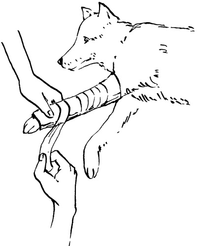 Overlay gumik - állatorvosi kézikönyv a kutyatulajdonosok