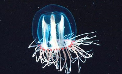 Tudományos vizsgálatok medúza él örökké
