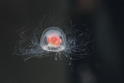 Tudományos vizsgálatok medúza él örökké