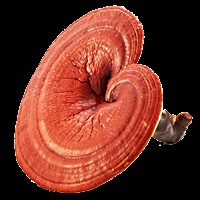 Vélemények ganoderma