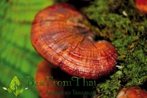 Vélemények ganoderma (naponta egyszer, reggel) Vélemények ganoderma