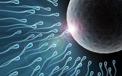 Oogenezis és a spermatogenezis, hasonlóságok és különbségek, oogenezis és a spermatogenezis reakcióvázlat