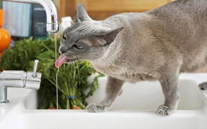 Cat ivás üzemmódban millió tippek