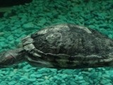 Tüdőgyulladás krasnouhih teknősök, állatorvosi klinikán „lakk” Budapesten