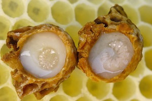 Hasznos tulajdonságai királyi méz, hogyan kell főzni a méz méhpempő