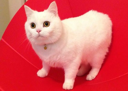 Walesi Cat Breed Cat képek, leírás, videó