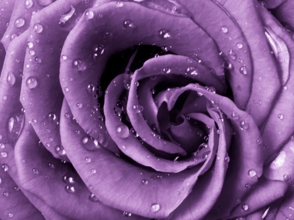 Lila lila árnyalatok és a különbség a kettő között, a történelem, a használata a árnyalatok ruhában és