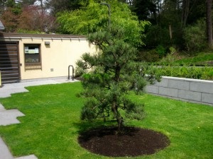 Garden bonsai fenyő (borovi képező Niwaki) tűlevelű