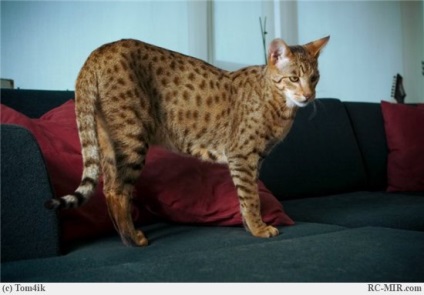 A legnagyobb és legdrágább macska a világon