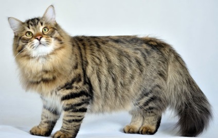 A legnagyobb macska fajták - a top 10 nagy fajták