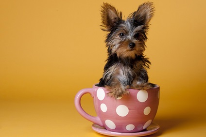 A legkisebb fajta kutya fotók, árak, méretek