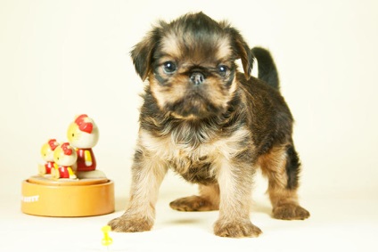 A legkisebb fajta kutya fotók, árak, méretek