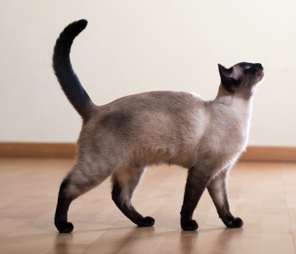Sziámi macska egy fotó, a természet a sziámi fajtája és leírása