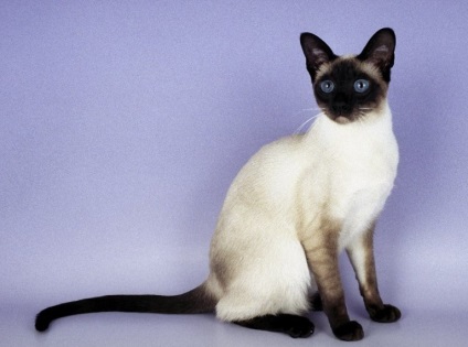 Sziámi macska egy fotó, a természet a sziámi fajtája és leírása