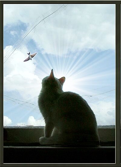 Mese egy macska, aki nélkül nem tudnál élni felhők (sitsuno Arisawa)