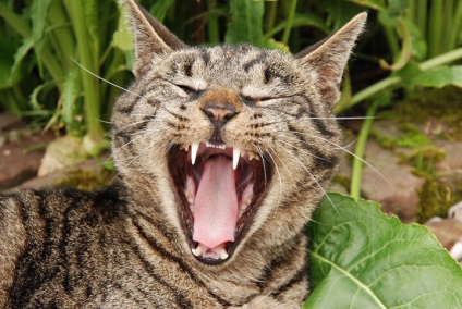 Hány fogak felnőtt macskák, valamint a higiénia és a megelőzés fogbetegségek
