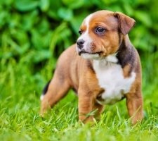 Kutya Staffordshire Bull Terrier (amerikai staffordshire terrier) tenyészteni leírás, fotók, az ár a kölykök, vélemények