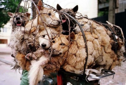 Végre! A kínaiak betiltották a kutyák, a legjobb videókat lolzona