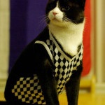 Univerzális ruhák minta macskáknak