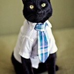 Univerzális ruhák minta macskáknak