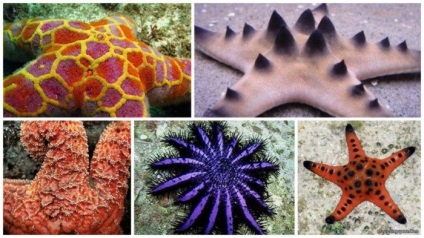 Lenyűgöző tényeket tengeri csillagok, hogy alig ismer, a tudomány és az élet