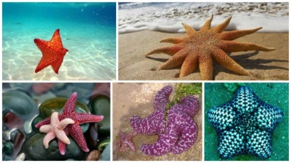 Lenyűgöző tényeket tengeri csillagok, hogy alig ismer, a tudomány és az élet
