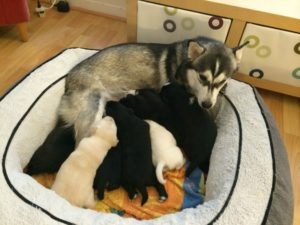 Kezelés és karbantartás Husky a lakáskörülmények és egy vidéki házban