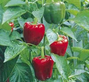 Paprika termesztés, zöldség és kerti