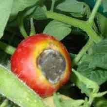 Növekvő uborkát egy hordó, egy magánházban