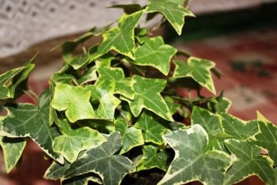 Hedera Helix lehet tartani otthon, ápolási otthon