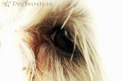 Ячмінь на оці у собаки лікування, фото