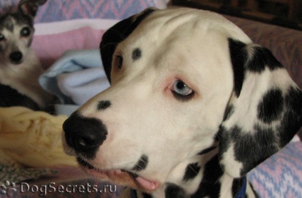 Ячмінь на оці у собаки лікування, фото