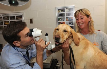 Ячмінь у собаки на оці причини і способи лікування