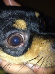 Ячмінь у собаки на оці - причини, симптоми і лікування