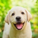 Ячмінь у собаки на оці - причини, симптоми і лікування