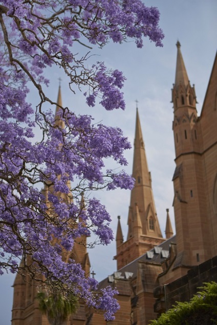 Jacaranda (violet wood) (virágzás violet wood) Jacaranda (violet wood)