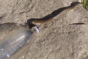 Snake a kertben - hogyan kell kezelni a hüllők videó