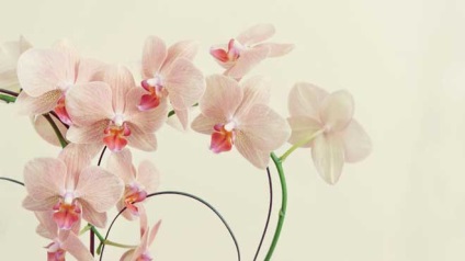 A jelentés és a karakter orchidea virágkötészet és feng shui